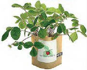 gib_strawberry_plant.jpg