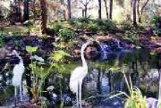 pond.jpg