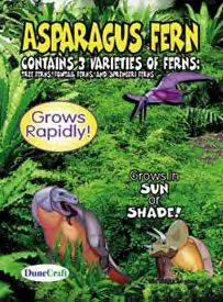 asparagusseeds.jpg