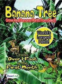 bananatree.jpg