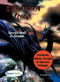 black-dragon-coleus.jpg