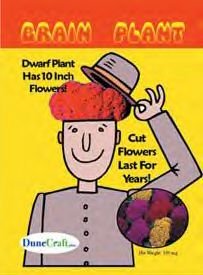 brain-plant.jpg