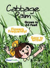 cabbage-palm.jpg