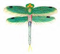 dragonfly-gr.jpg