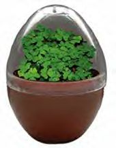 good-luck-egg-growing.jpg