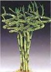 sprialbamboo.jpg