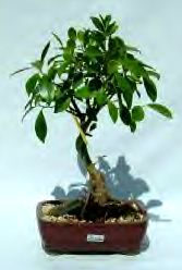 taiwanficus.jpg
