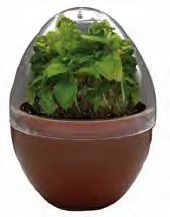 tasty-herb-egg-growing.jpg